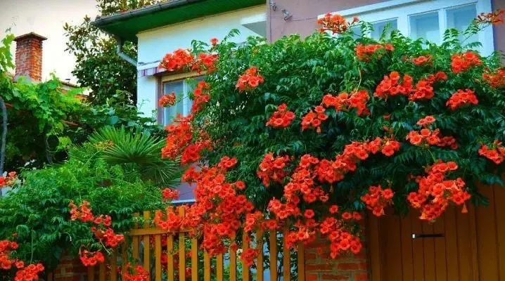 Кампсис